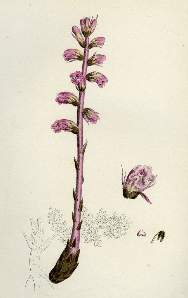 Detail of Orobanche Amethystea Bluish Broom-Rape by Anonymous
