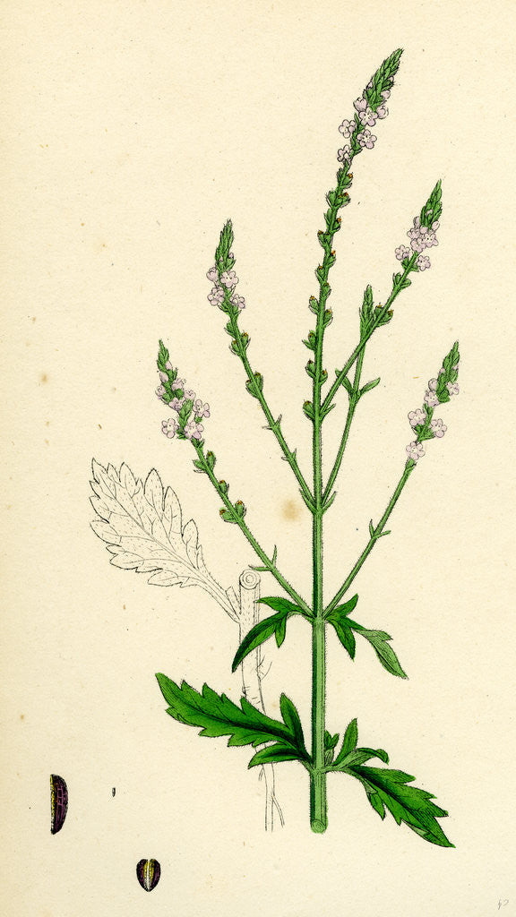 Detail of Verbena Officinalis Common Vervain by Anonymous