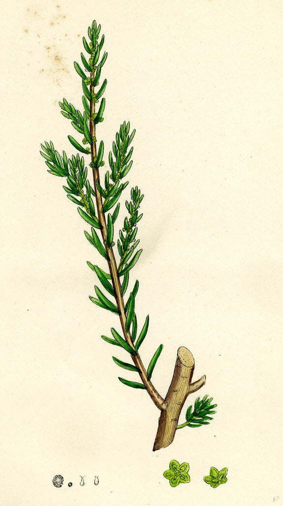 Detail of Suaeda Fruticosa Shrubby Sea-Blite by Anonymous