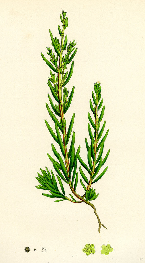 Detail of Suaeda Maritima Annual Sea-Blite by Anonymous