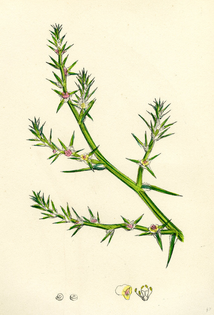 Detail of Salsola Kali Prickly Saltwort by Anonymous