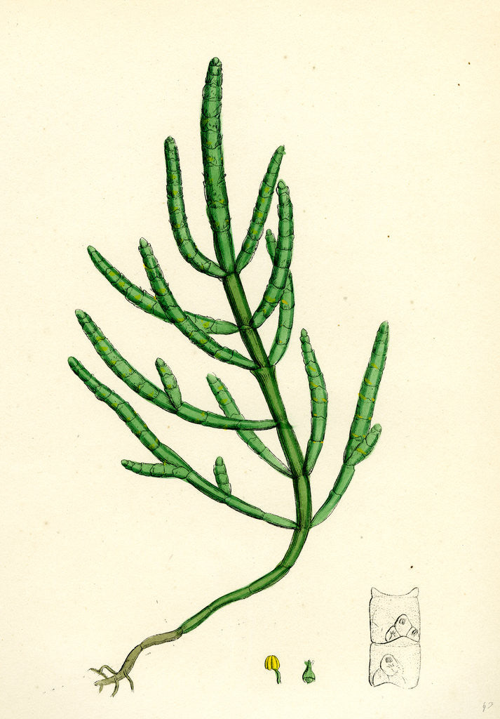 Detail of Salicornia Herbacea Var. Acetaria Common Marsh-Samphire Var. A. by Anonymous