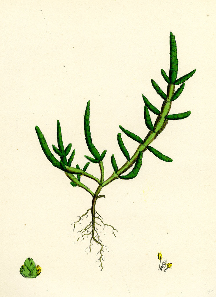 Detail of Salicornia Herbacea Var. Procumbens Common Marsh-Samphire Var. B. by Anonymous