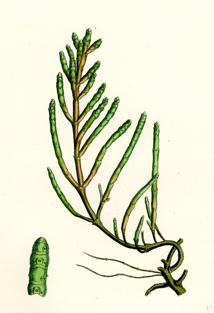 Detail of Salicornia Radicans Creeping Marsh-Samphire by Anonymous