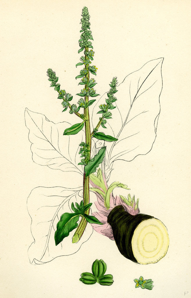 Detail of Beta Maritima Sea Beet by Anonymous