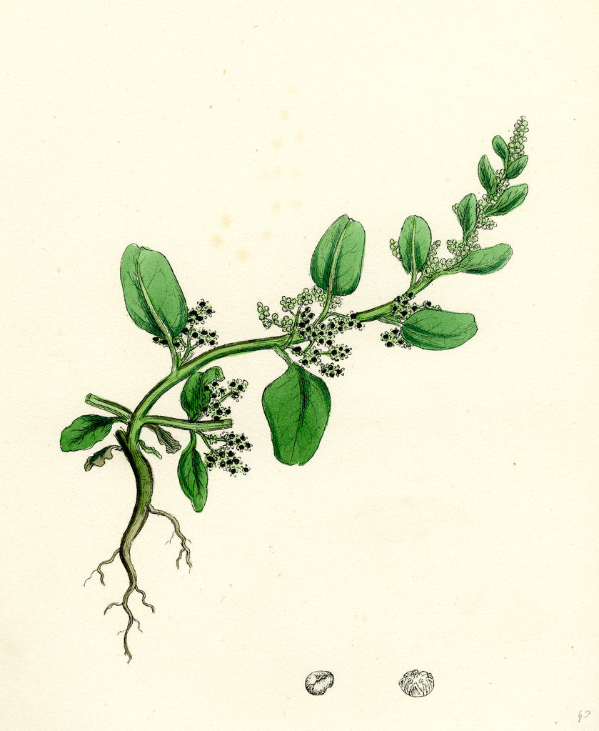 Detail of Chenopodium Polyspermum Var. Genuinum Many-Seeded Goosefoot Var. A. by Anonymous