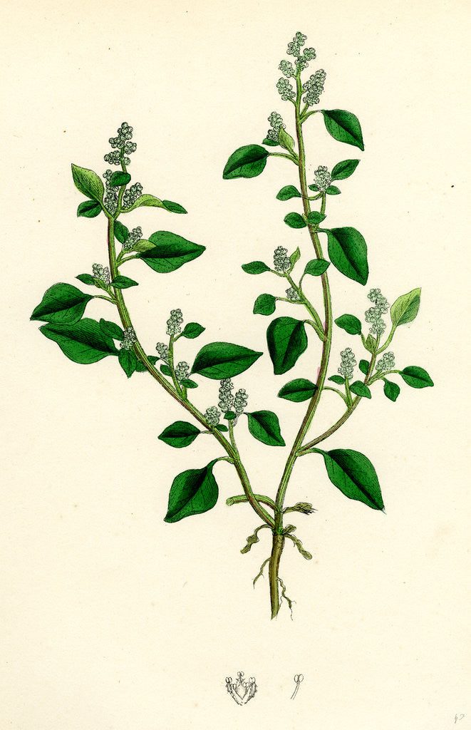 Detail of Chenopodium Vulvaria Stinking Goosefoot by Anonymous