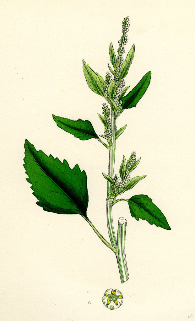Detail of Chenopodium Album Var. Candicans White Goosefoot by Anonymous
