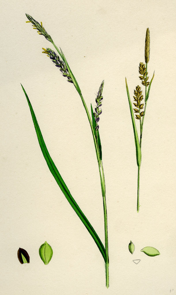 Detail of Carex Panicea Pink-Leaved Sedge by Anonymous