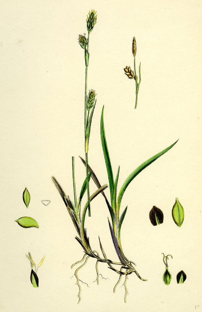 Detail of Carex Vaginata Short Brown-Spiked Sedge by Anonymous