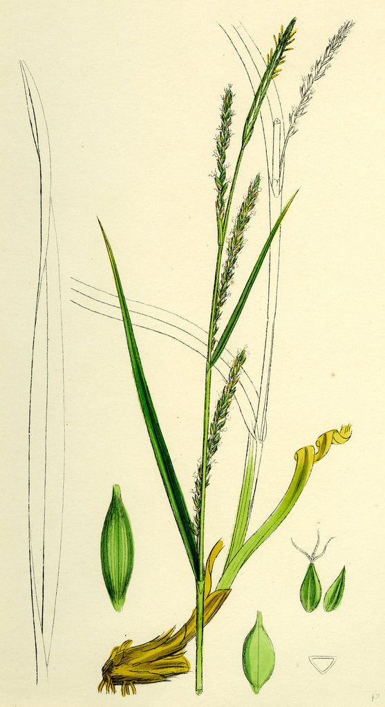 Detail of Carex Strigosa Loose-Spiked Wood Sedge by Anonymous
