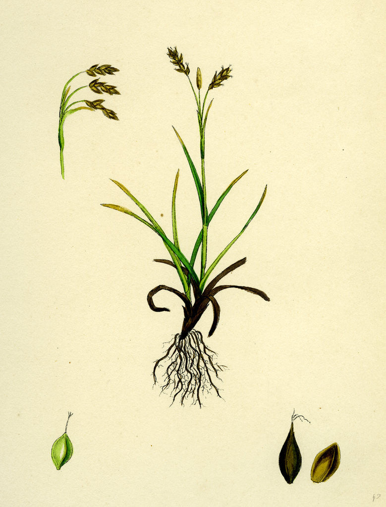 Detail of Carex Capillaris Capillary Sedge by Anonymous