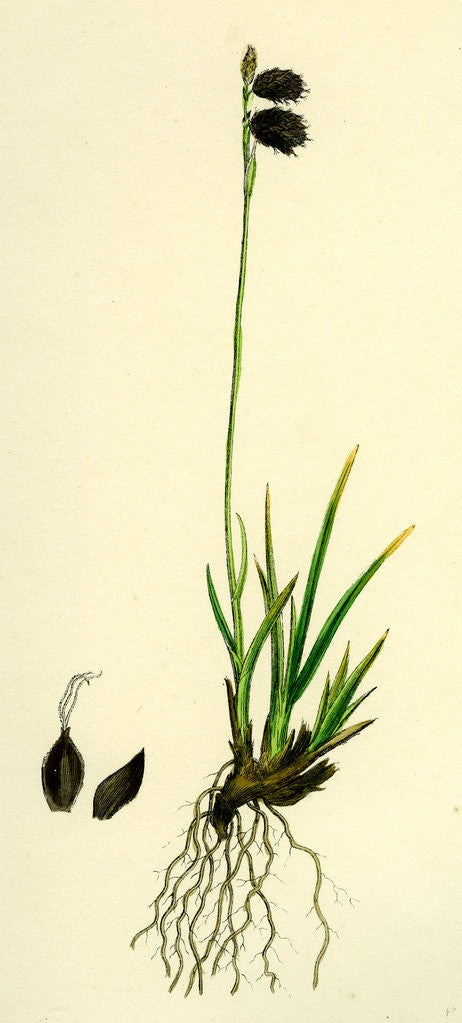 Detail of Carex Ustulata Scorched Alpine Sedge by Anonymous