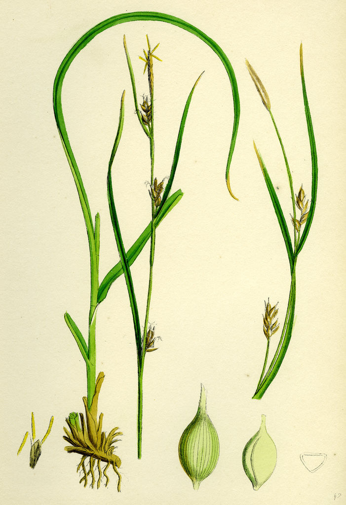 Detail of Carex Depauperata Starved Wood Sedge by Anonymous