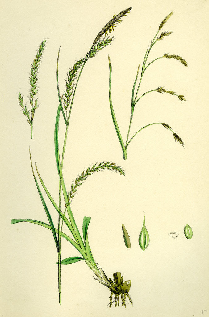 Detail of Carex Sylvatica Pendulous Wood Sedge by Anonymous