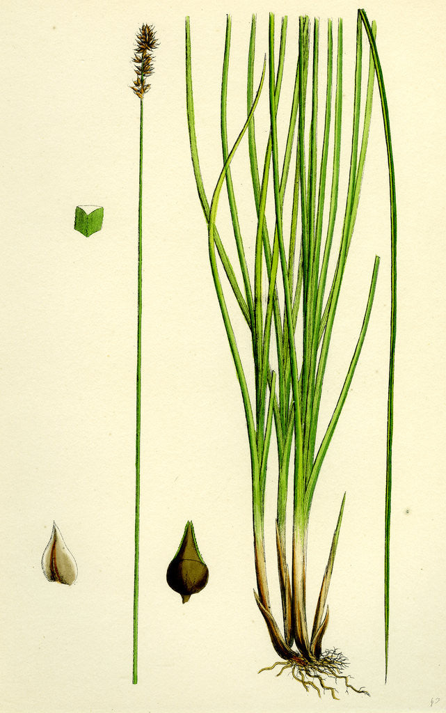 Detail of Carex Teretiuscula Var. Ehrhartiana Lesser Panicled Sedge Var. B. by Anonymous