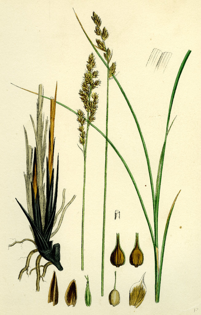 Detail of Carex Paradoxa Paradoxical Sedge by Anonymous