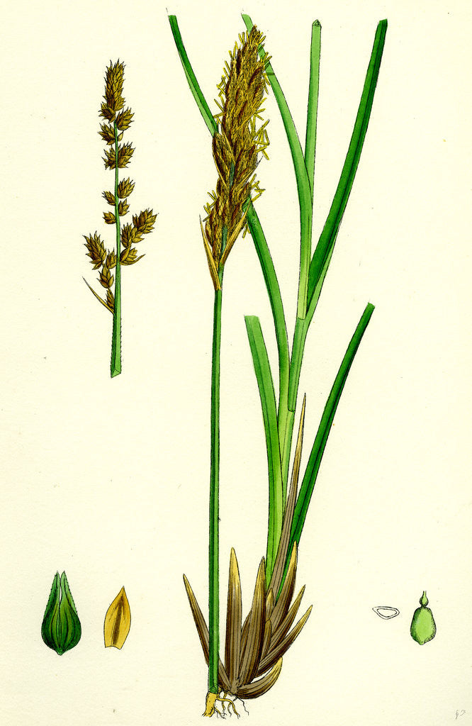 Detail of Carex Paniculata Greater Panicled Sedge by Anonymous