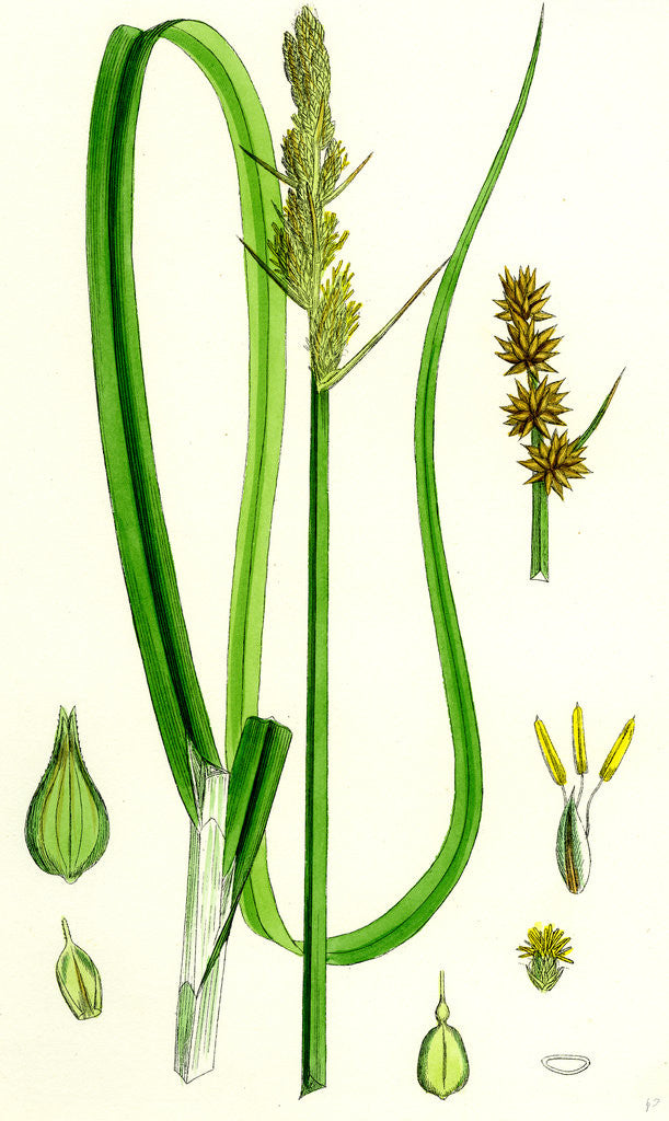 Detail of Carex Vulpina Great Sedge by Anonymous