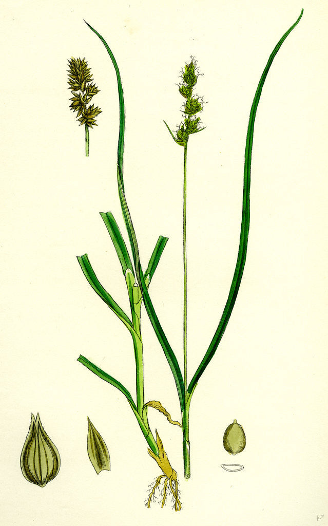 Detail of Carex Eu-Muricata Greater Prickly Sedge by Anonymous