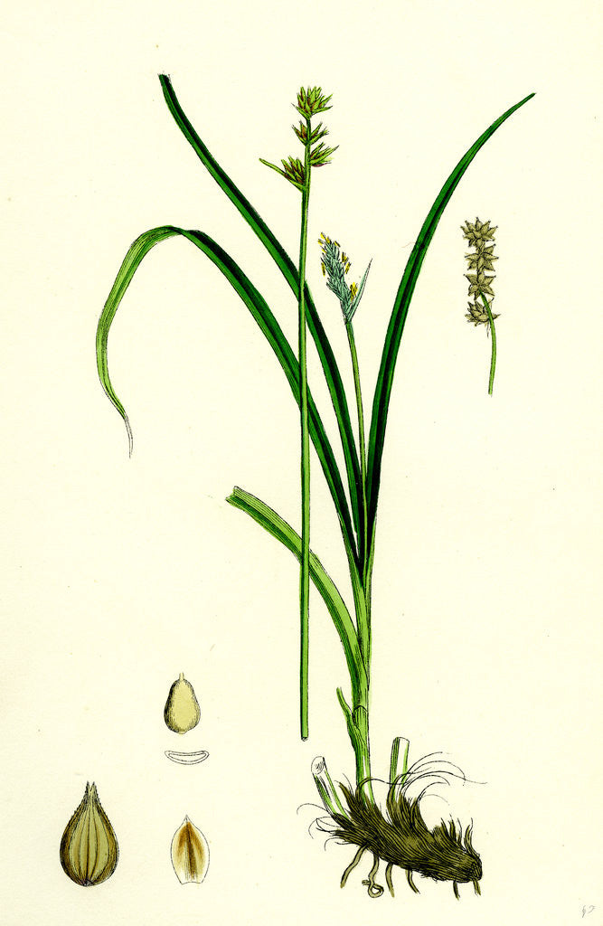 Detail of Carex Stellulata Little Prickly Sedge by Anonymous