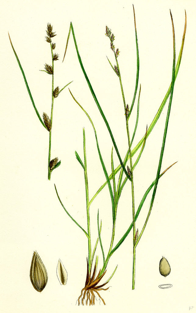 Detail of Carex Remota Distant-Spiked Sedge by Anonymous