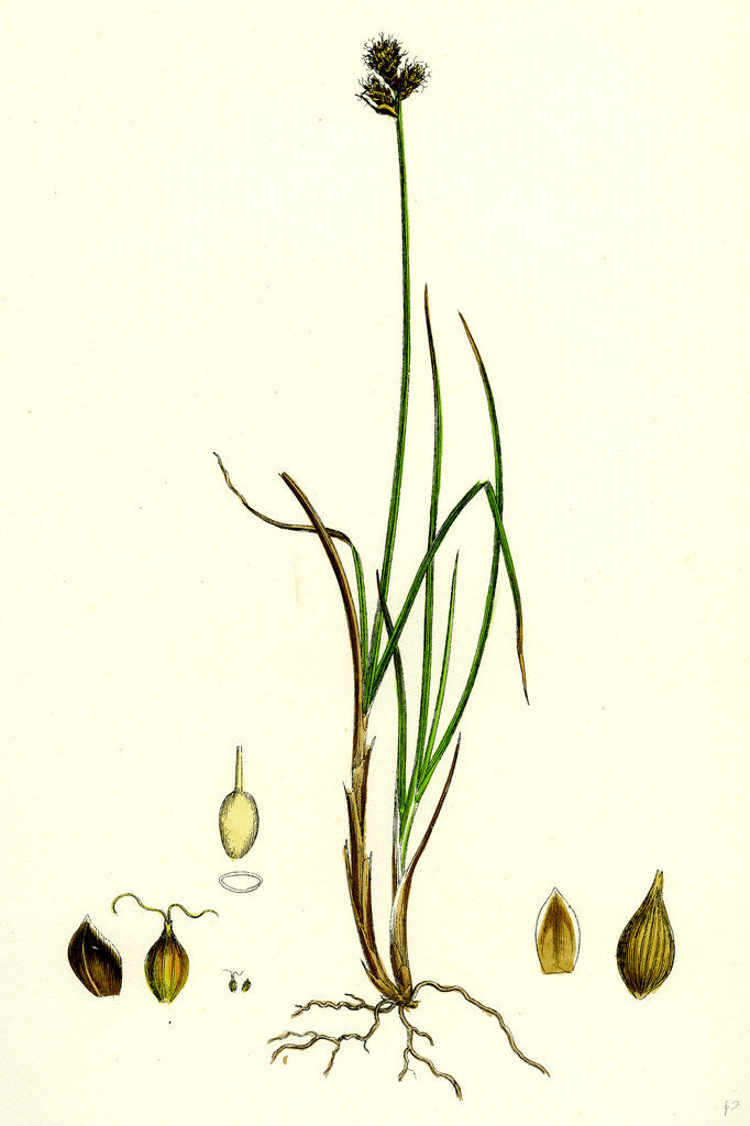 Detail of Carex Lagopina Hare's-Foot Sedge by Anonymous