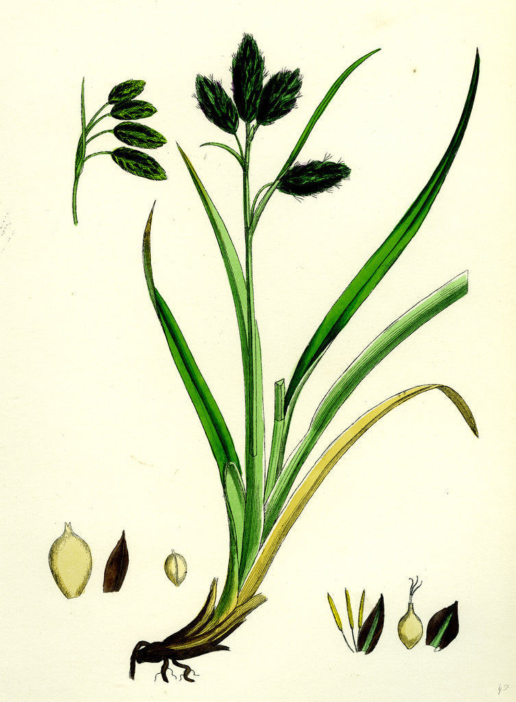 Detail of Carex Atrata Black Sedge by Anonymous