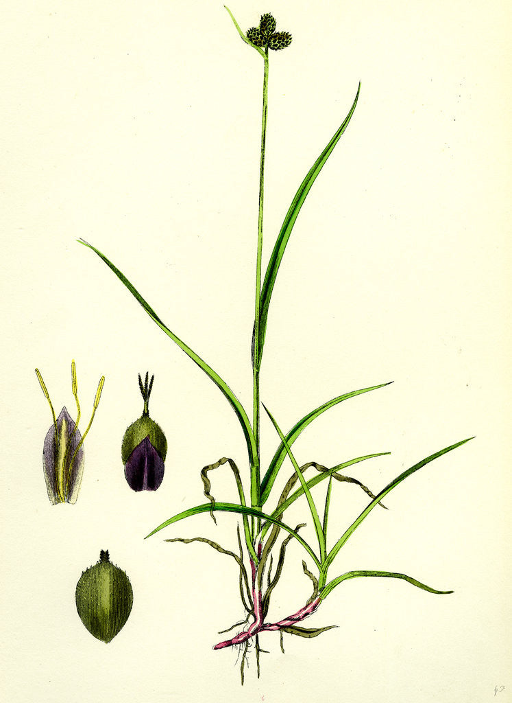 Detail of Carex Vahlii Close-Headed Alpine Sedge by Anonymous