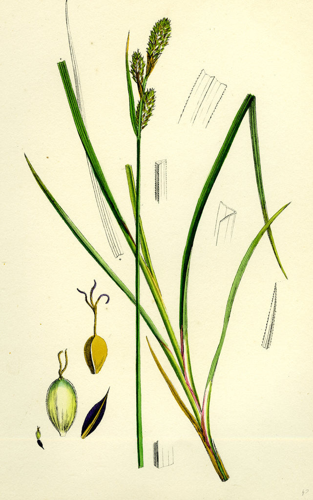 Detail of Carex Buxbaumii Hoary Sedge by Anonymous