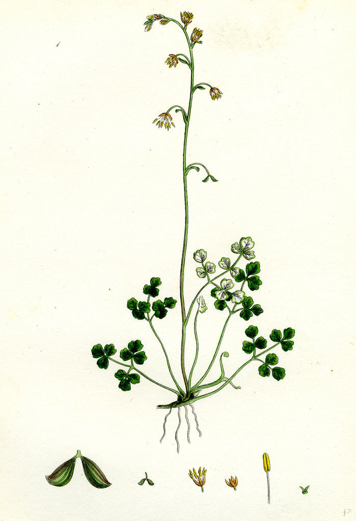 Detail of Thalictrum Alpinum Alpine Meadow Rue by Anonymous
