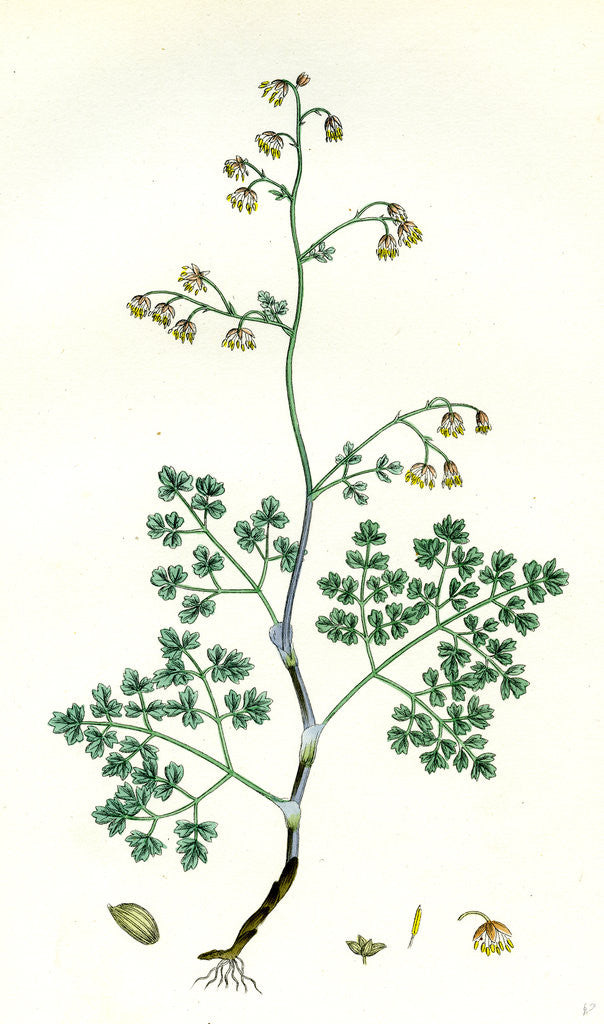Detail of Botanical Print by Anonymous