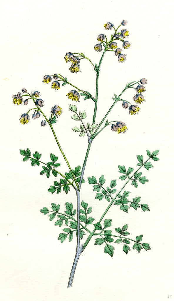 Detail of Thalictrum Minus Montanum Lesser Meadow Rue Var. B. by Anonymous