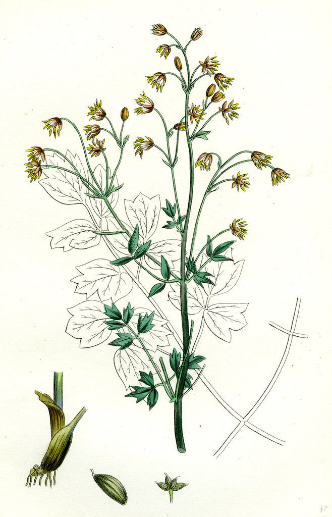 Detail of Thalictrum Flexuosum Zigzag Meadow Rue by Anonymous