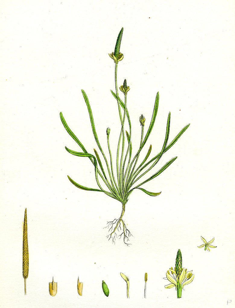 Detail of Myosurus Minimus Common Mouse-Tail by Anonymous