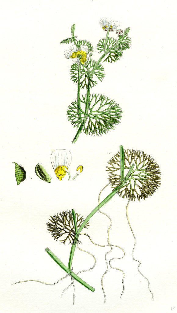 Detail of Ranunculus Circinatus Rigid-Leaved Water-Crowfoot by Anonymous