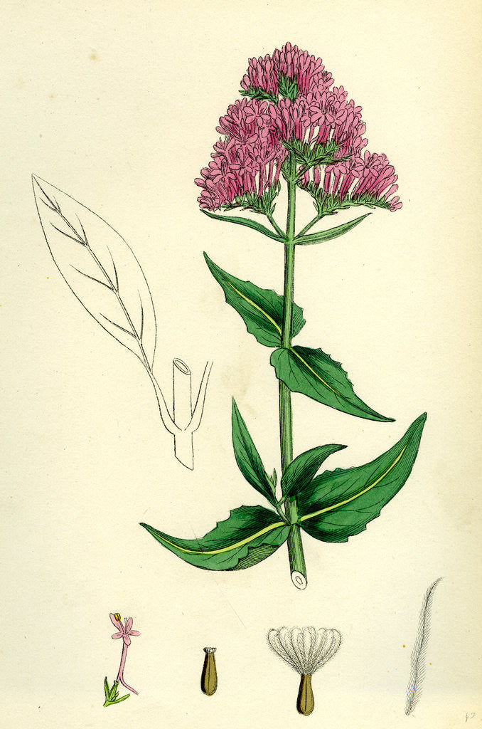 Detail of Centranthus Ruber Red Valerian by Anonymous
