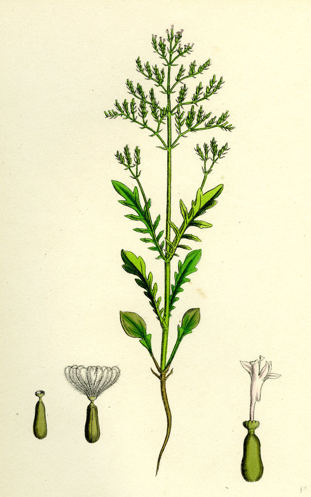 Detail of Centranthus Calcitrapa Cut-Leaved Valerian by Anonymous