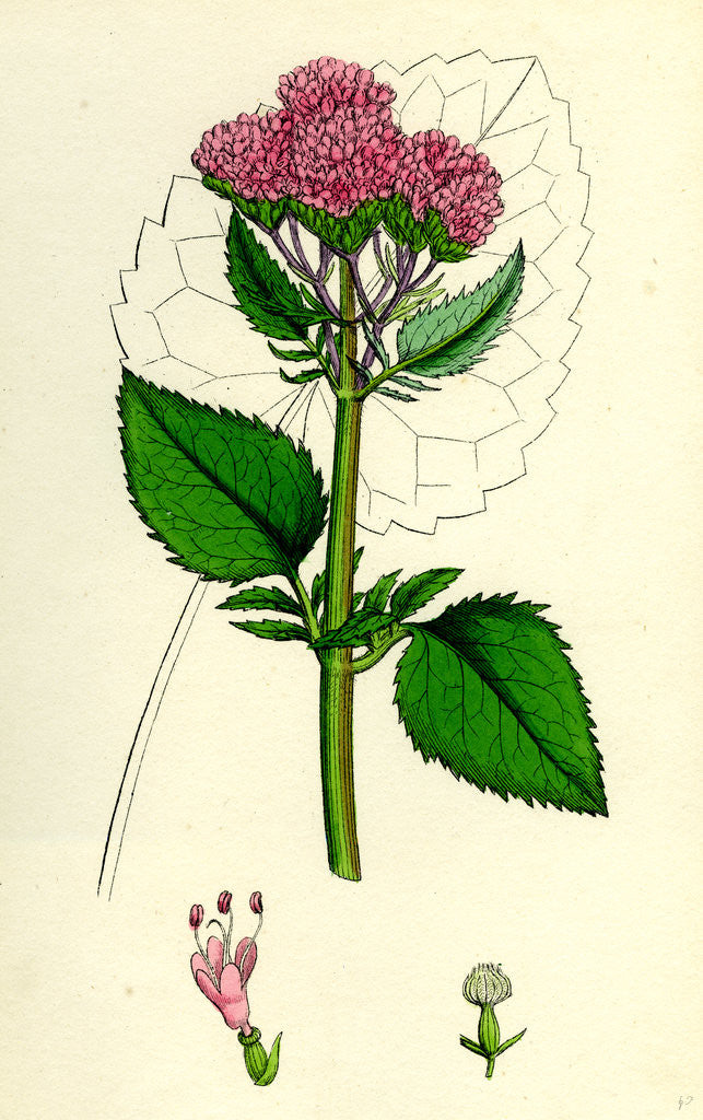 Detail of Valeriana Pyrenaica Heart-Leaved Valerian by Anonymous