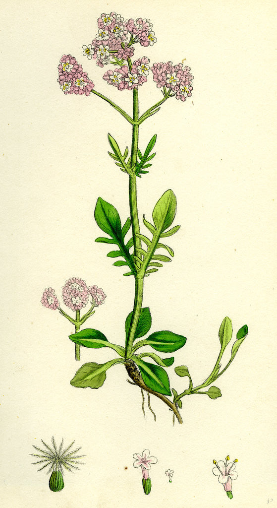 Detail of Valeriana Dioica Small Marsh Valerian by Anonymous