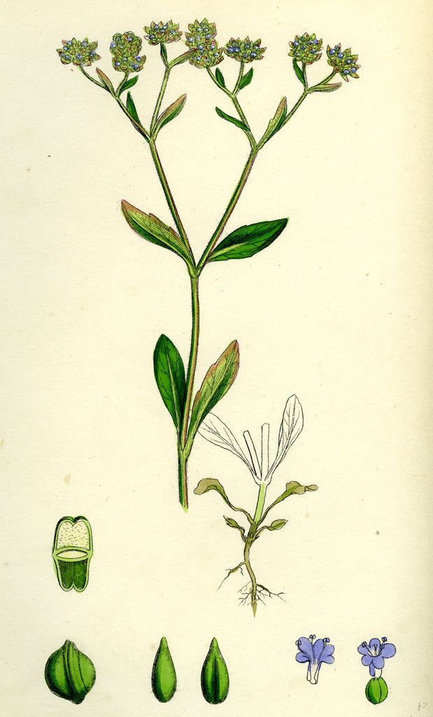 Detail of Valerianella Olitoria Common Lamb's-Lettuce by Anonymous
