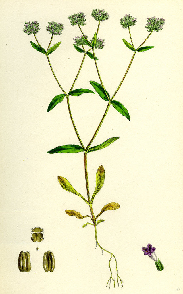 Detail of Valerianella Carinata Carinated Lamb's-Lettuce by Anonymous