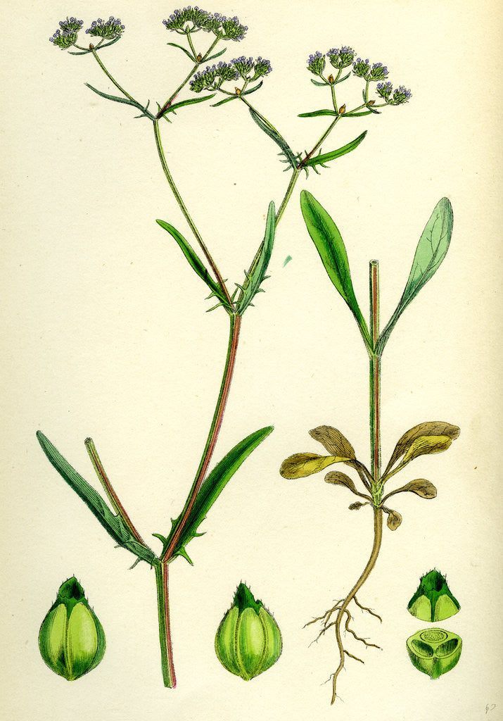 Detail of Valerianella Auricula Sharp-Fruited Lamb's-Lettuce by Anonymous