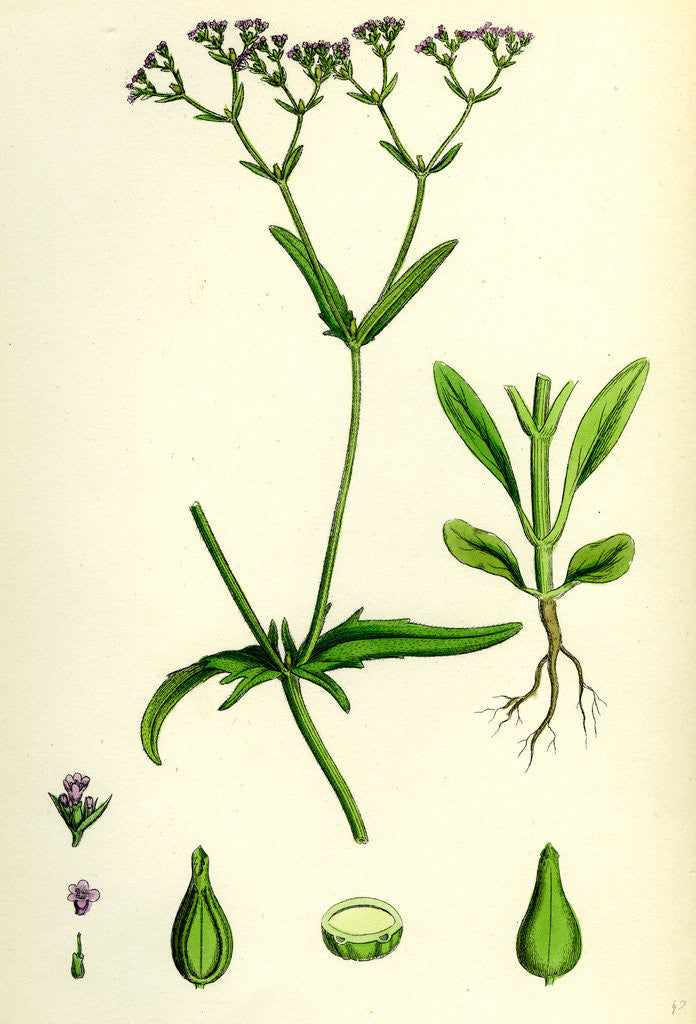 Detail of Valerianella Dentata Narrow-Fruited Lamb's-Lettuce by Anonymous