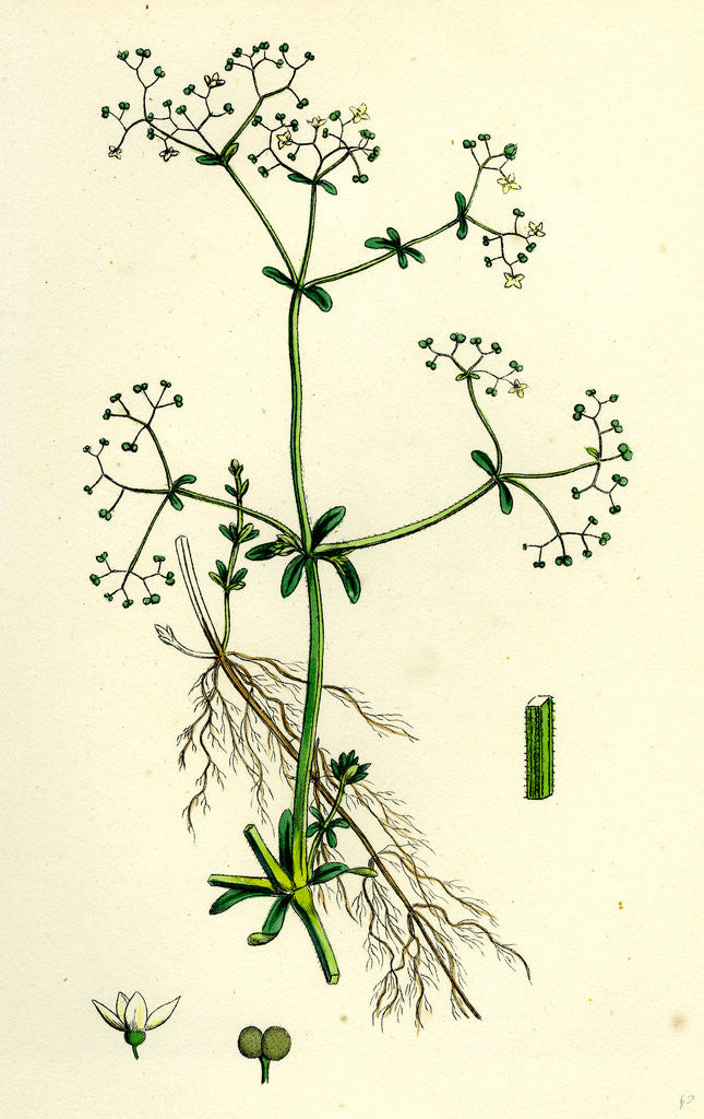 Detail of Galium Palustre Var. Elongatum Marsh Bedstraw Var. A. by Anonymous