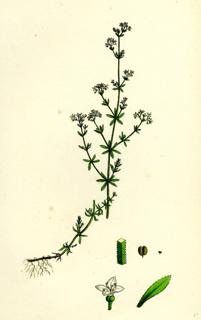 Detail of Galium Palustre Var. Witheringii Marsh Bedstraw Var. Y. by Anonymous