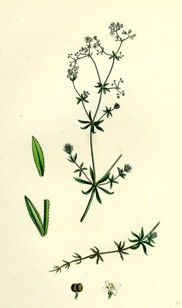 Detail of Galium Uliginosum Rough Marsh Bedstraw by Anonymous