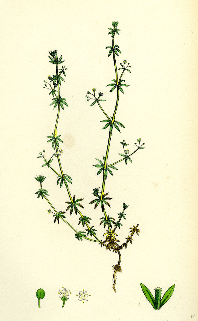 Detail of Galium Anglicum Wall Bedstraw by Anonymous