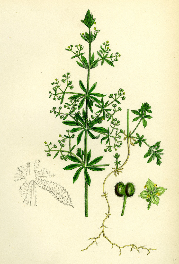 Detail of Galium Vailantii Hispid-Fruited Corn Bedstraw by Anonymous