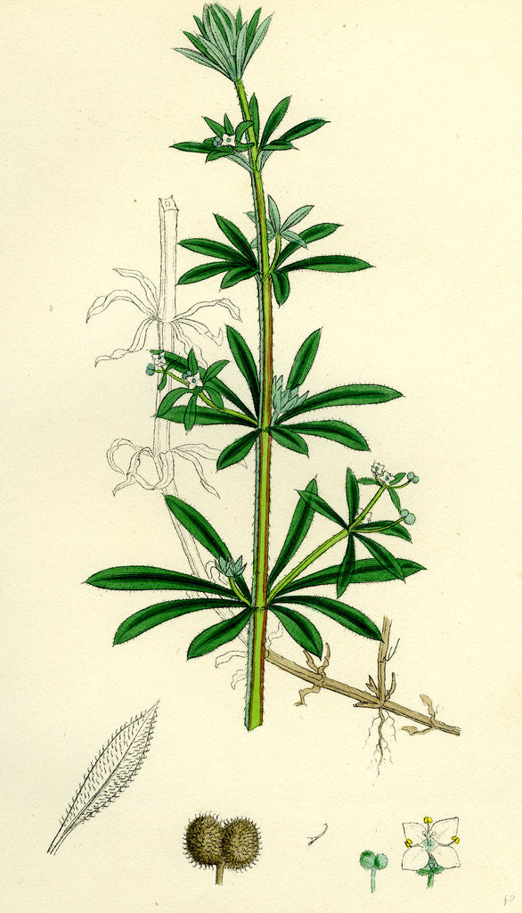 Detail of Galium Aparine Goosegrass by Anonymous